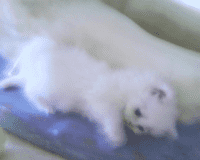 Avenirtel | voyant Octavia